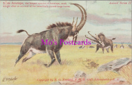 Animals Postcard - Sable Antelope, South Africa   DZ219 - Andere & Zonder Classificatie