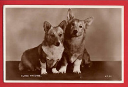 DOGS CHIENS  CORGI   RP Pu  1954  CLOSE FRIENDS  LES AMIS - Hunde