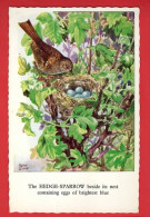 BIRDS  OISEAU   HEDGE SPARROW  MOINEAU DE HAIE   ART BY RENE CLOKE  - Vögel