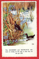 BIRDS  OISEAU   MOORHEN AND MOORCOCK  OISEAU POULE MAURE +  MARQUE D'EAU ART BY RENE CLOKE  - Birds