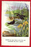 BIRDS  OISEAU   COOTS  FOULKES ART BY RENE CLOKE  - Oiseaux