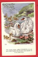 BIRDS  OISEAU  SWANS  CYGNES ART BY RENE CLOKE  Pu 1953 - Oiseaux