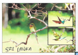 Sri Lanka Postcards, Birds, Bird, Bee Eater, Postcrossing - Sri Lanka (Ceilán)