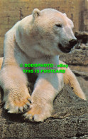 R528711 Polar Bear. The Zoological Society Of London. M. Lyster - Andere & Zonder Classificatie