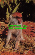 R528712 Wild Animals. Patas Monkey. J. Salmon - Wereld