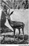 AICP8-AFRIQUE-0869 - Gazelle Des Sables - Zonder Classificatie