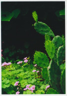 Postal Stationery China 2009 Cactus - Andere & Zonder Classificatie