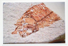 Postal Stationery China 2006 Fossil - Prehistoria