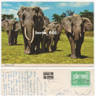 Tanzania Serengueti African Herd * John Hinde Postally Used Postcard - Elephants