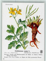 10518205 - Blumen  Chelidonium Majus L. - Santé