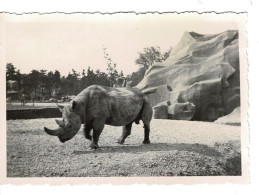 Ref 1 - Photo : Rhinocéros  , Zoo De Vincennes  - France . - Europe