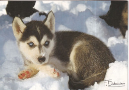 Chien Husky - Photos Francis DEBAISIEUX - Dogs