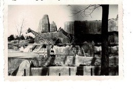 Ref 1 - Photo : Girafes  , Zoo De Vincennes  - France . - Europe