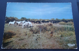 La Camargue - "Manade" (élevage) De Chevaux Et De Taureaux - Editions Modernes "Théojac", Limoges - Sonstige & Ohne Zuordnung