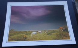 Chevaux De Camargue - Art Et Nature N° 46 - Editions Du Soleil D. Payan Photographe Editeur, Le Grau-du-Roi - Sonstige & Ohne Zuordnung