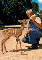 13021188 Basel BS Zoo Kleiner Kudu Zoowaerter  Basel BS - Other & Unclassified