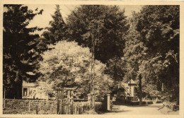 AULT - BOIS DE CISE - LA DESCENTE VERS LA MER - Ault