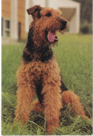 Chien   Fox-Terrier - Honden