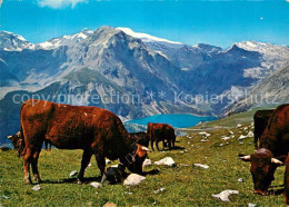 13003171 Montana Crans Alpenpanorama Rinderherde Montana Crans - Andere & Zonder Classificatie