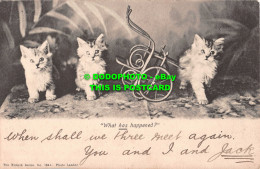 R531004 What Has Happened. Kittens. Wrench Series No. 1641. Photo Lander. 1903 - Monde
