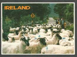 SHEEP - IRELAND - - Otros & Sin Clasificación