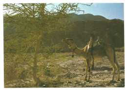 CAMEL In The WILDERNESS - ISRAEL - - Israel
