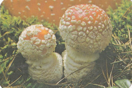 Amanita Muscaria, Mushrooma, USSR, 1991  90 X 60 Mm - Small : 1991-00