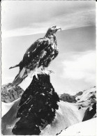 Animaux Des ALPES - Aigle Royal - Vögel