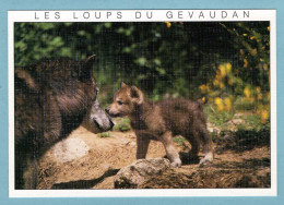 CP Animaux - Les Loups Du Gévaudan - Autres & Non Classés