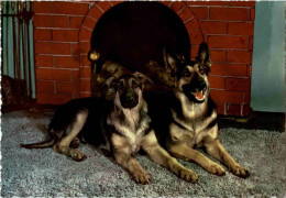 Schäferhunde - Chiens