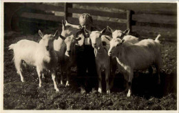 Ziegen - Goat - Autres & Non Classés