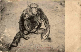 Chimpanse - Affen