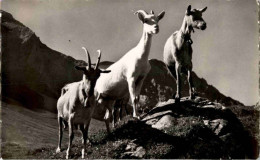 Ziegen - Goat - Altri & Non Classificati