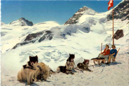 Jungfraujoch - Hundeschlitten - Sonstige & Ohne Zuordnung