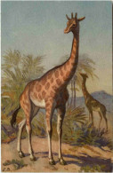 Giraffe - Jirafas