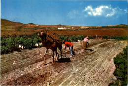 Islas Canarias - Ploughing With Camel - Otros & Sin Clasificación