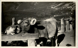 Kuh Und Katze - Cow And Cat - Vaches