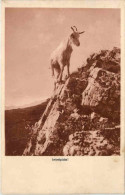Ziege - Goat - Otros & Sin Clasificación