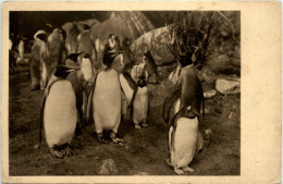 Pinguin- Carl Hagenbecks Tierpark Hamburg - Vögel