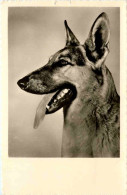 Schäferhund - Honden