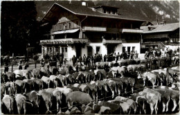 Lenk - Viehprämierung - Lenk Im Simmental