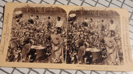 Le Coton Est Roi. La Vue D'une Plantation, Georgie, Etats Unis. Underwood Stéréo - Stereoskope - Stereobetrachter