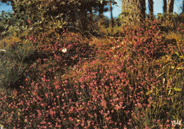 19-LA CORREZE PAYSAGE-N°3778-B/0277 - Sonstige & Ohne Zuordnung