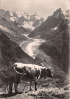 74-CHAMONIX MONT BLANC-N°3779-B/0147 - Chamonix-Mont-Blanc