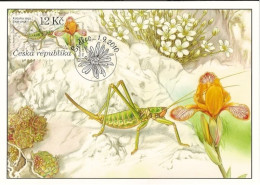 CM 645 Czech Republic The Lower Morava Region - Locust-sago 2010 - Other & Unclassified