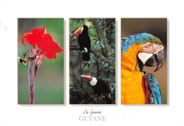 973-GUYANE FAUNE-N°3781-A/0111 - Other & Unclassified
