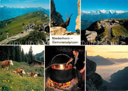 12813994 Niederhorn Gemmenalphorn Steinbock Kaeser Niesen Niederhorn - Autres & Non Classés