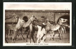 AK Aden, Group Of Camels, Kamele  - Altri & Non Classificati