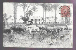 Conakry, La Ferme Des Pères Du Saint Esprit (A17p22) - French Guinea