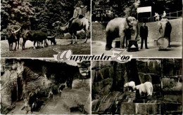 Wuppertaler Zoo - Elephant - Wuppertal